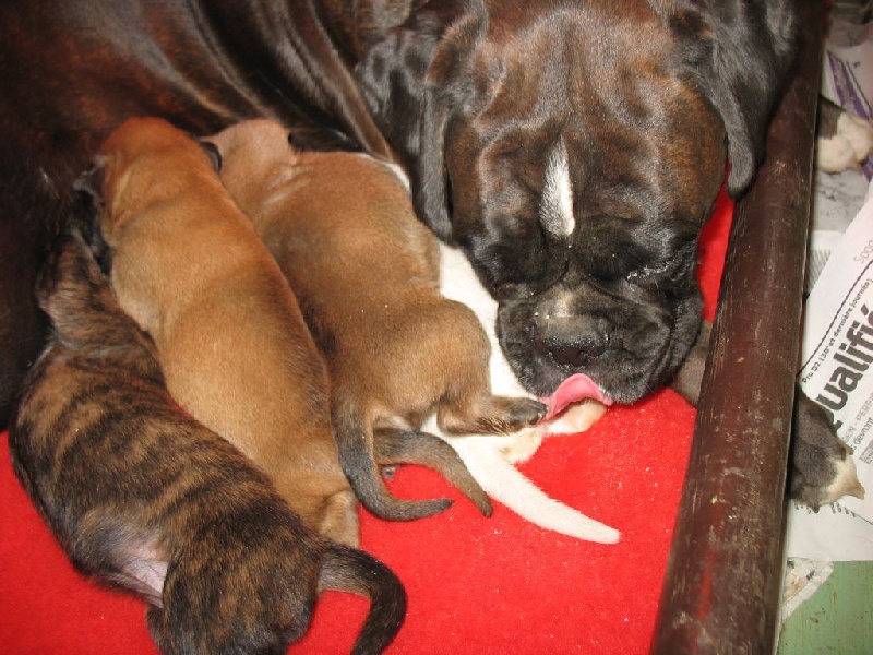 Chiot Boxer du Manoir de Vallonne